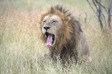 Lion in wild savanna , animal of africa
