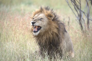 Lion in wild savanna , animal of africa