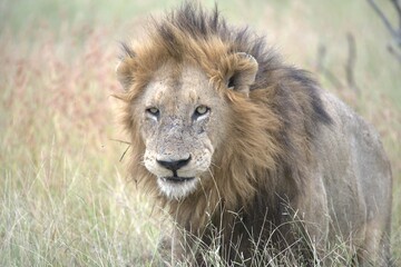 Lion in wild savanna , animal of africa