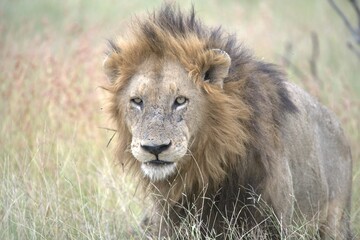 Lion in wild savanna , animal of africa