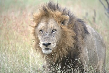 Lion in wild savanna , animal of africa