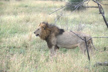 Lion in wild savanna , animal of africa