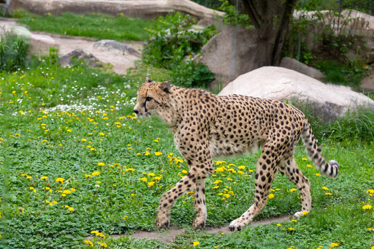male gepard cheetah in the zoo Wilhelma in Stuttgart strolling around his area