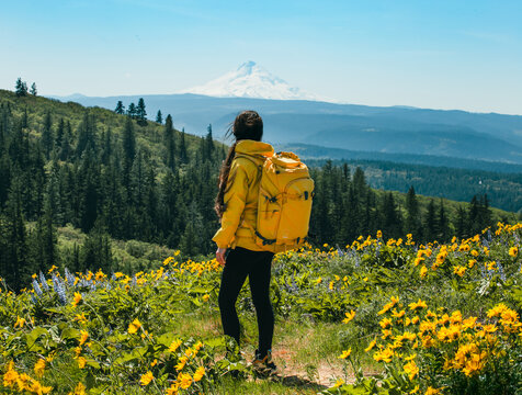Female Hiker in Yellow Jacket and Backpack Admiring Snow-Capped Mount Hood Surrounded by Blooming Wildflowers in Spring - Powered by Adobe