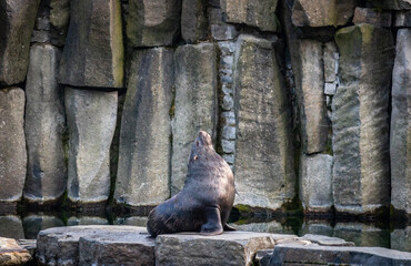 South African fur seal (Arctocephalus pusillus) resting on a rock, gazing upward. A tranquil moment showing strength, elegance, and connection with the surrounding nature.
