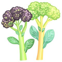 Obraz premium broccoli cartoon illustration, purple and green broccoli art, healthy vegetable drawing