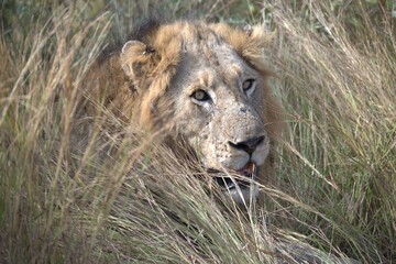 Lion in wild savanna , animal of africa