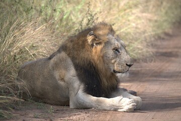 Lion in wild savanna , animal of africa