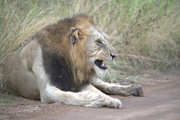 Lion in wild savanna , animal of africa