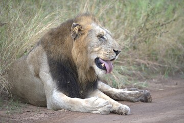 Lion in wild savanna , animal of africa