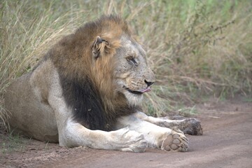 Lion in wild savanna , animal of africa