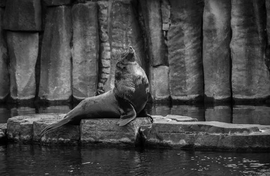 A large male South African fur seal (Arctocephalus pusillus pusillus) rests powerfully on a rock in a striking black-and-white composition, highlighting his strength and presence.