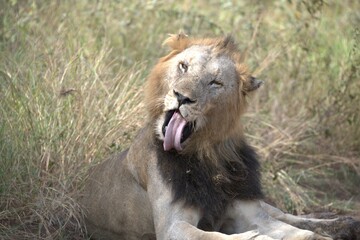 Lion in wild savanna , animal of africa