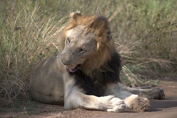 Lion in wild savanna , animal of africa