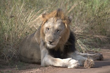 Lion in wild savanna , animal of africa