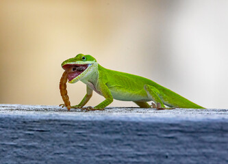 Carolina Anole Lizard Feeding on a Mealworm