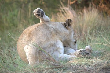 Lion in wild savanna , animal of africa