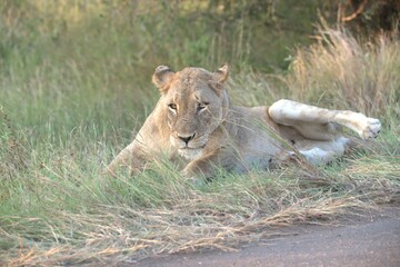 Lion in wild savanna , animal of africa