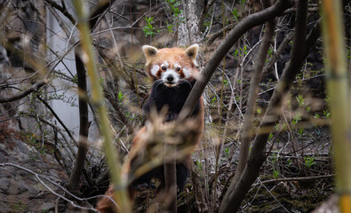 Red panda (Ailurus fulgens) nestled in dense branches, blending into its natural habitat. The vibrant fur contrasts with the tangle of twigs and foliage.