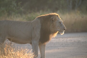 Lion in wild savanna , animal of africa