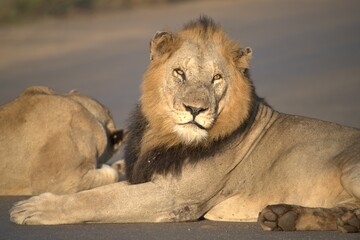 Lion in wild savanna , animal of africa