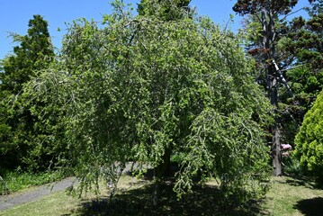 Ilex vomitoria 'Pendula' (Weeping yaupon holly) flowers. Dioecious Aquifoliaceae evergreen shrub....