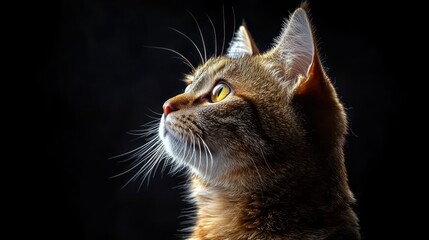 Feline profile, gazing upwards