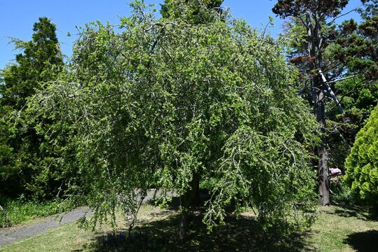 Ilex vomitoria 'Pendula' (Weeping yaupon holly) flowers. Dioecious Aquifoliaceae evergreen shrub. Small white flowers bloom in early summer.