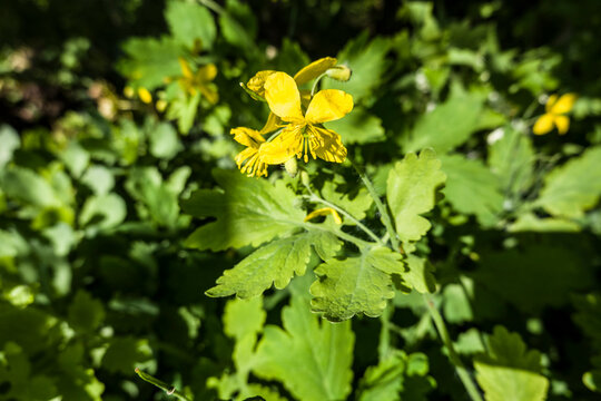 Grosses Sch&ouml;llkraut, Schellkraut (Chelidonium majus)