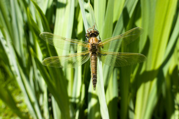 Fototapeta premium Vierfleck-Libelle (Libellula quadrimaculata)