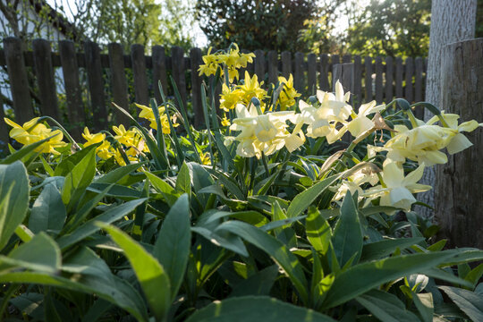 gelb bl&uuml;hende Narzissen-Hybriden