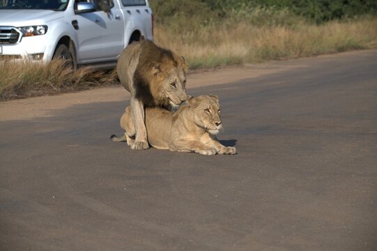 Lion in wild savanna , animal of africa