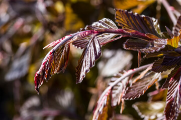 Schwarzrote Hängebuche (Fagus sylvatica)