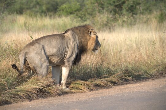 Lion in wild savanna , animal of africa