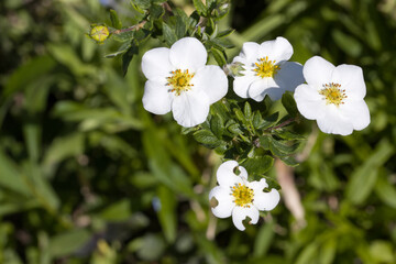 Obraz premium Kahler Fingerstrauch (Dasiphora davurica, Syn. Potentilla glabra