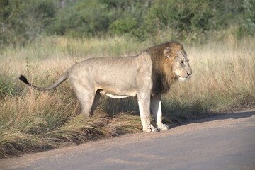 Lion in wild savanna , animal of africa