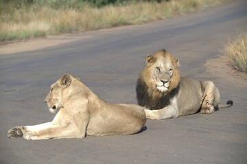 Lion in wild savanna , animal of africa