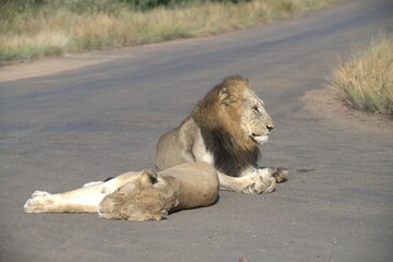 Lion in wild savanna , animal of africa