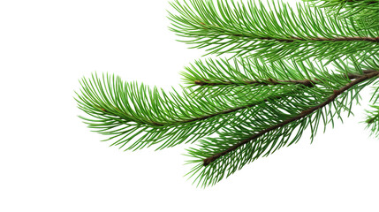 Green Fir Tree Branch on White Background

