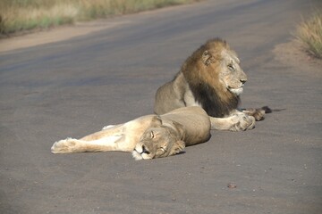 Lion in wild savanna , animal of africa