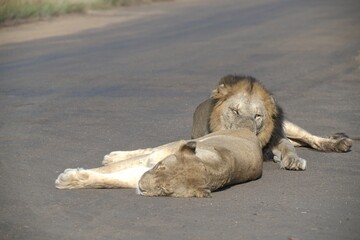 Lion in wild savanna , animal of africa