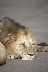 Lion in wild savanna , animal of africa