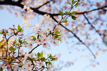 Spring Cherry Blossoms with Fresh Green Leaves