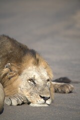 Lion in wild savanna , animal of africa