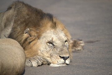 Lion in wild savanna , animal of africa