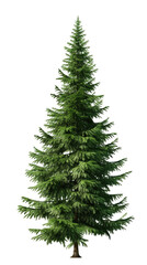 Green Fir Tree on White Background

