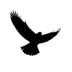 Obraz premium Solid black silhouette of a falcon soaring, vector EPS