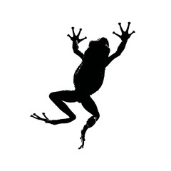 Solid black silhouette of a frog leaping, vector EPS
