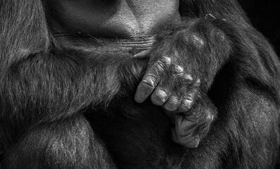 Black-and-white close-up of a gorilla's hands, showcasing their strength, texture, and detail. A powerful and emotional view of great ape anatomy.