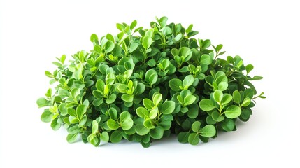 Obraz premium Green leaf plant on white isolated background.